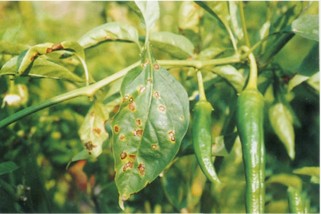 Common Pepper Diseases: 4 Types and How to Cope With Them