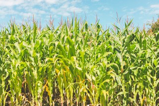 Nicosulfuron: An Efficient Herbicide for Maize Crops
