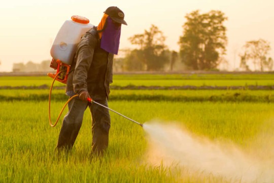 The Role of Thiamethoxam in Modern Agriculture The Role of Thiamethoxam in Modern Agriculture