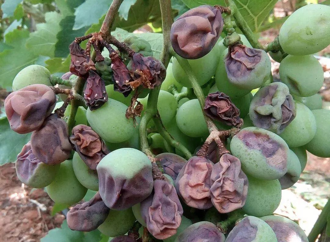 Penconazole - A new generation of antifungal triazole fungicide - HEBEN