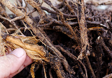 Root Rot Management