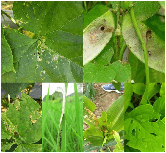 How does Indoxacarb work