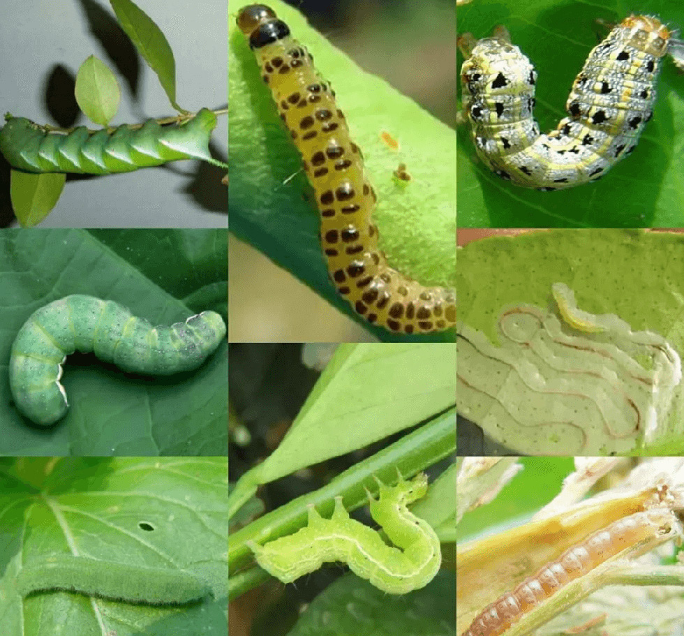 The Identity of Indoxacarb