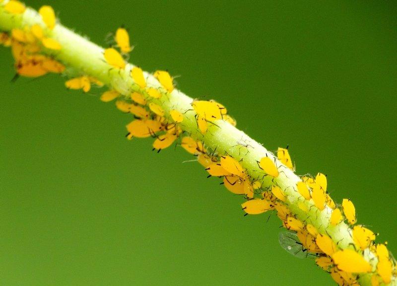 Optimizing Aphid Control
